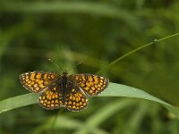 Melitaea athalia 41, Bosparelmoervlinder, Saxifraga-Jan van der Straaten