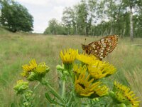 Melitaea athalia 60, Bosparelmoervlinder, Saxifraga-Mark Zekhuis