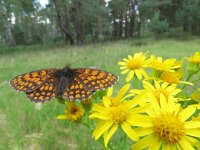 Melitaea athalia 61, Bosparelmoervlinder, Saxifraga-Mark Zekhuis
