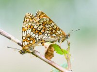 Melitaea athalia 99, Bosparelmoervlinder, Saxifraga-Gerard de Jong : Bosparelmoervlinder, Butterfly, Insect, Macro, Melitaea athalia, NP Hoge Veluwe, Overig, Saxifraga Beeldbank, Vlinder