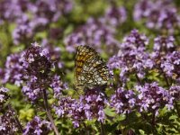 Melitaea aurelia 13, Steppeparelmoervlinder, male, Saxifraga-Jan van der Straaten
