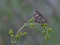 Melitaea aurelia 25, steppeparelmoervlinder, Saxifraga-Luuk Vermeer