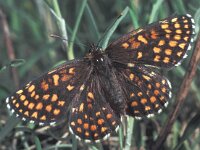 Melitaea britomartis 2, Oostelijke parelmoervlinder, female, Saxifraga-Frits Bink