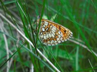 Melitaea caucasogenita 2, Kaukasische bosparelmoervlinder, Saxifraga-Ed Stikvoort