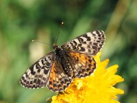 Melitaea didyma 11, Tweekleurige parelmoervlinder, Vlinderstichting-Kars Veling