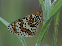 Melitaea didyma 17, Tweekleurige parelmoervlinder, Saxifraga-Arthur van Dijk