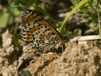 Melitaea didyma 32, Tweekleurige parelmoervlinder, male, Saxifraga-Jan van der Straaten