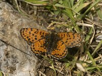 Melitaea didyma 33, Tweekleurige parelmoervlinder, Saxifraga-Jan van der Straaten