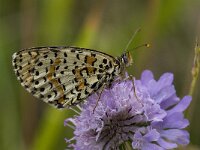 Melitaea didyma 46, Tweekleurige parelmoervlinder, Saxifraga-Willem van Kruijsbergen