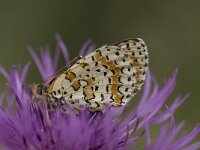 Melitaea didyma 47, Tweekleurige parelmoervlinder, Saxifraga-Willem van Kruijsbergen