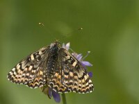 Melitaea didyma 49, Tweekleurige parelmoervlinder, female, Saxifraga-Jan van der Straaten