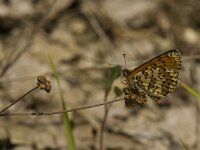 Melitaea didyma 52, Tweekleurige parelmoervlinder, male, Saxifraga-Jan van der Straaten