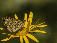 Melitaea didyma 54, Tweekleurige parelmoervlinder, female, Saxifraga-Jan van der Straaten