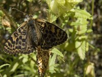 Melitaea didyma 61, Tweekleurige parelmoervlinder, Saxifraga-Jan van der Straaten