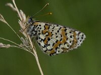 Melitaea didyma 62, Tweekleurige parelmoervlinder, Saxifraga-Willem van Kruijsbergen