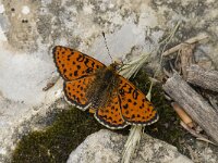Melitaea didyma 63, Tweekleurige parelmoervlinder, Saxifraga-Willem van Kruijsbergen