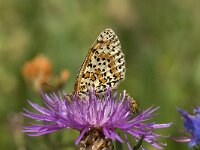 Melitaea didyma 65, Tweekleurige parelmoervlinder, Saxifraga-Willem van Kruijsbergen