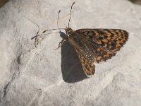 Melitaea didyma 71, Tweekleurige parelmoervlinder, Saxifraga-Marijke Verhagen