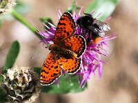 Melitaea didyma 76, Tweekleurige parelmoervlinder, Saxifraga-Bart Vastenhouw