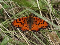 Melitaea didyma mannetje 88, Tweekleurige parelmoervlinder, Saxifraga-Joep Steur