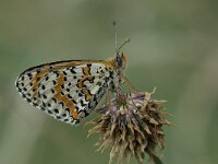 Melitaea didyma ssp meridionalis 31, Tweekleurige parelmoervlinder, Saxifraga-Willem van Kruijsbergen