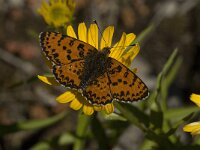 Melitaea didyma ssp meridionalis 42, Tweekleurige parelmoervlinder, male, Saxifraga-Jan van der Straaten