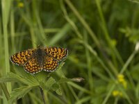 Melitaea parthenoides 27, Westelijke parelmoervlinder, Saxifraga-Jan van der Straaten