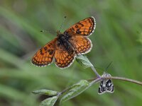 Melitaea parthenoides 28, Westelijke parelmoervlinder 01, Saxifraga-Luuk Vermeer
