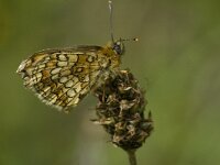 Melitaea parthenoides 3, Westelijke parelmoervlinder, male, Saxifraga-Jan van der Straaten