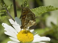 Melitaea parthenoides 6, Westelijke parelmoervlinder, male, Saxifraga-Jan van der Straaten