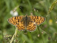 Melitaea phoebe 11, Knoopkruidparelmoervlinder, male, Saxifraga-Marijke Verhagen