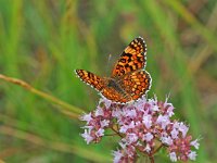 Melitaea phoebe 12, Knoopkruidparelmoervlinder, Vlinderstichting-Albert Vliegenthart