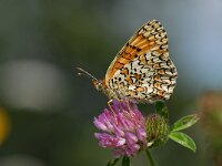 Melitaea phoebe 14, Knoopkruidparelmoervlinder, Saxifraga-Arthur van Dijk
