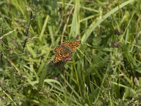 Melitaea phoebe 16, Knoopkruidparelmoervlinder, male, Saxifraga-Jan van der Straaten