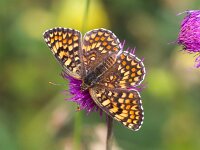 Melitaea phoebe 19, Knoopkruidparelmoervlinder, Saxifraga-Bart Vastenhouw