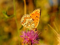 DANILOVGRAD.M.PHOEBE.