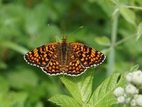 Melitaea phoebe 26, Knoopkruidparelmoervlinder, Saxifraga-Joep Steur