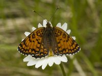 Melitaea phoebe 6, Knoopkruidparelmoervlinder, female, Saxifraga-Marijke Verhagen