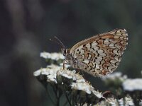 Melitaea phoebe 8, Knoopkruidparelmoervlinder, Vlinderstichting-Albert Vliegenthart