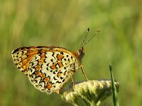 Melitaea phoebe 9, Knoopkruidparelmoervlinder, Vlinderstichting-Chris van Swaay  5.15 16:01
