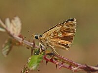 Muschampia proto 3, Klein brandkruiddikkopje, Vlinderstichting-Albert Vliegenthart