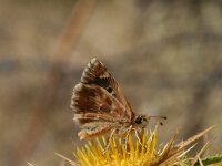 Muschampia proto 6, Klein brandkruiddikkopje, Vlinderstichting-Kars Veling