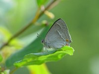 Neozephyrus quercus 14, Eikenpage, Vlinderstichting-Henk Bosma