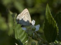 Neozephyrus quercus 17, Eikenpage, Vlinderstichting-Henk Bosma