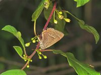 127_06, Eikepage : Eikepage, Neozephyrus quercus, Purple Hairstreak