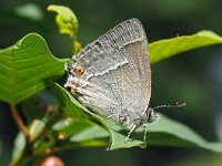 Neozephyrus quercus 30, Eikenpage, Saxifraga-Hans Dekker