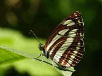 Neptis sappho 2, Lathyruszwever, Vlinderstichting-Chris van Swaay  5.14 10:48