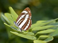 Neptis sappho 5, Lathyruszwever, Saxifrag-Peter Gergely