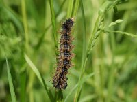 Nymphalis polychloros 32, caterpillar, Grote vos, Saxifraga-Joep Steur