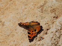 Nymphalis polychloros 4, Grote vos, Vlinderstichting-Albert Vliegenthart